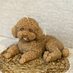 Hond Teddy